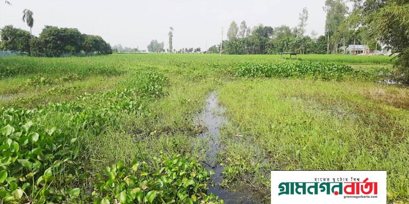 কাউনিয়ায় গনাই গবরার দোলায় শতশত একর জমি আনাবাদি কাউনিয়ায় গনাই গবরার দোলায় শতশত একর জমি আনাবাদি