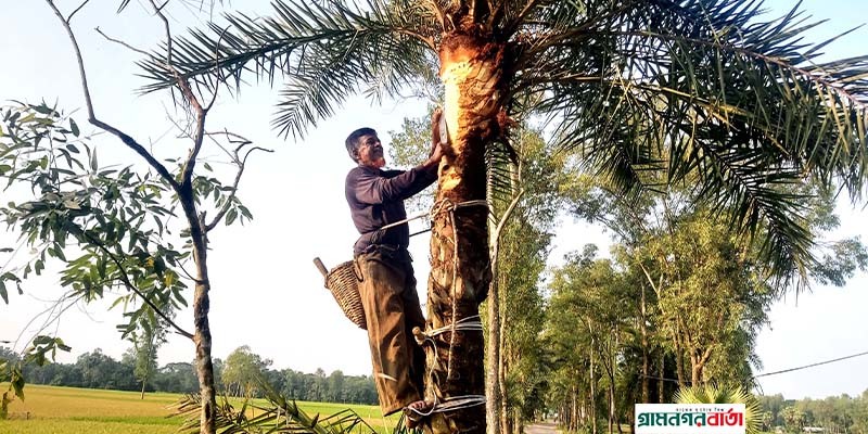 খেজুরগাছ ঝরার কাজে ব্যস্ত গাছিয়ারা খেজুরগাছ ঝরার কাজে ব্যস্ত গাছিয়ারা