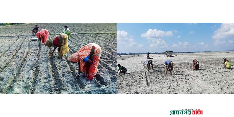 রংপুরে তিস্তার চরে আলু রোপনে ব্যস্ত চাষীরা রংপুরে তিস্তার চরে আলু রোপনে ব্যস্ত চাষীরা