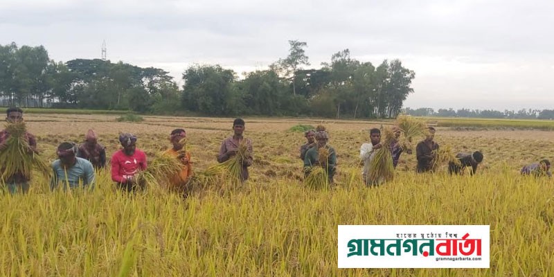 আমন ধান কাটা-মাড়াইয়ের পাশাপাশি চলছে নবান্ন উৎসব আমন ধান কাটা-মাড়াইয়ের পাশাপাশি চলছে নবান্ন উৎসব