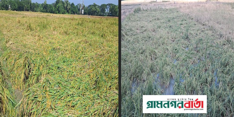 ঘূর্ণিঝড় মিধিলির প্রভাবে সিরাজদিখানে ফসলের ব্যাপক ক্ষয়-ক্ষতি ঘূর্ণিঝড় মিধিলির প্রভাবে সিরাজদিখানে ফসলের ব্যাপক ক্ষয়-ক্ষতি
