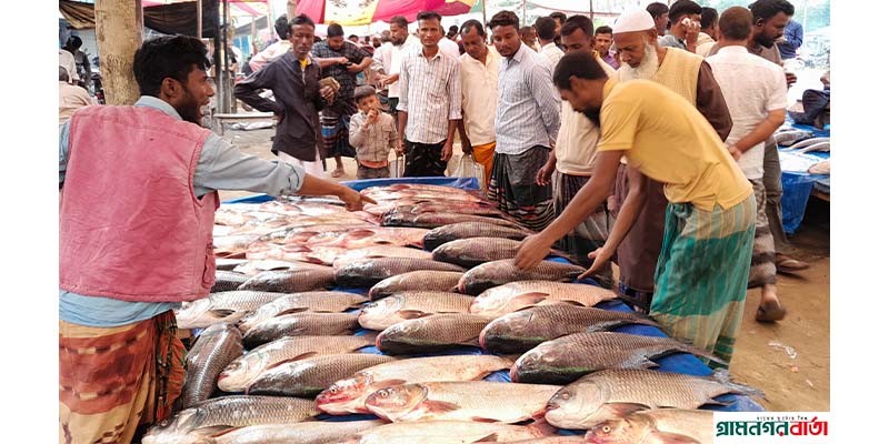 নন্দীগ্রামে নবান্ন উৎসবের বিশেষ আকর্ষণ মাছের মেলা নন্দীগ্রামে নবান্ন উৎসবের বিশেষ আকর্ষণ মাছের মেলা