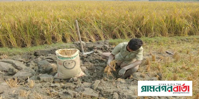 কাউনিয়ায় নিজপাড়া গ্রামে ইঁদুর ধানের সন্ধানে ----- কাউনিয়ায় নিজপাড়া গ্রামে ইঁদুর ধানের সন্ধানে -----