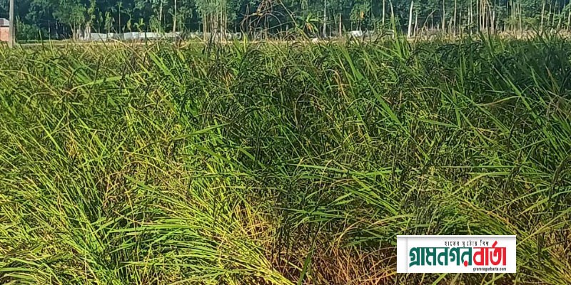 কাউনিয়ায় গ্রামীন ঐতিহ্যবাহী ভোগ ধান বিলুপ্তির পথে কাউনিয়ায় গ্রামীন ঐতিহ্যবাহী ভোগ ধান বিলুপ্তির পথে