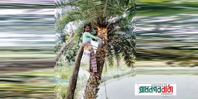 আদমদীঘিতে খেজুরের রস সংগ্রহে ব্যস্ত গাছিরা আদমদীঘিতে খেজুরের রস সংগ্রহে ব্যস্ত গাছিরা