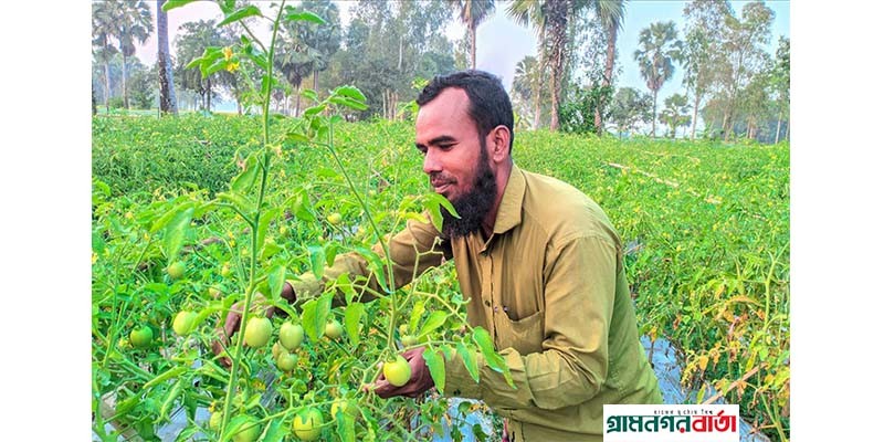 নন্দীগ্রামে ভাগ্য বদলের স্বপ্ন দেখছে টমেটো চাষিরা নন্দীগ্রামে ভাগ্য বদলের স্বপ্ন দেখছে টমেটো চাষিরা