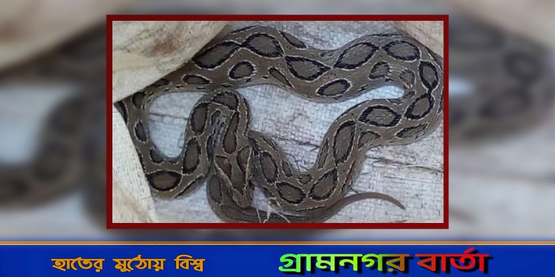 বিষধর রাসেলস ভাইপার অজগর ভেবে ধরে ফেললো বিষধর রাসেলস ভাইপার অজগর ভেবে ধরে ফেললো
