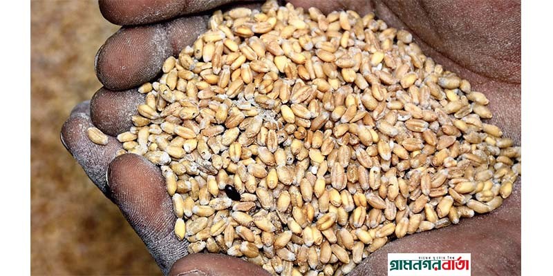 বাংলাবান্ধা স্থলবন্দরে ১৯০ টন গম বিনষ্ট বাংলাবান্ধা স্থলবন্দরে ১৯০ টন গম বিনষ্ট