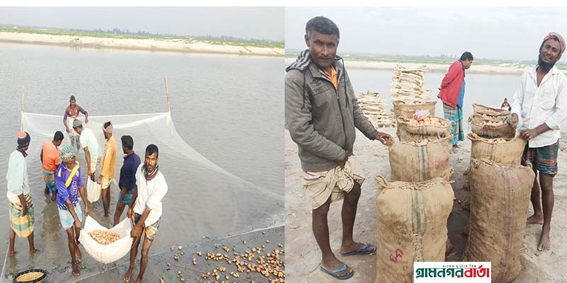 লক্ষ্যমাত্রর চেয়ে বেশী জমিতে আলুর ফলন তিস্তার চরে লক্ষ্যমাত্রর চেয়ে বেশী জমিতে আলুর ফলন তিস্তার চরে