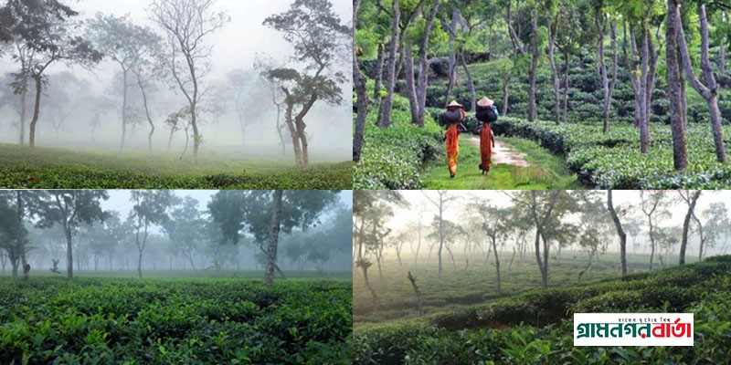 সর্বনিম্ন তাপমাত্রা শ্রীমঙ্গলে সর্বনিম্ন তাপমাত্রা শ্রীমঙ্গলে