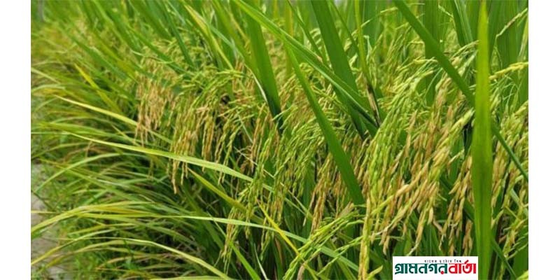 বাজারে আসছে প্রোটিন সমৃদ্ধ ধান ব্রি ১০৭ ও ১০৮ বাজারে আসছে প্রোটিন সমৃদ্ধ ধান ব্রি ১০৭ ও ১০৮