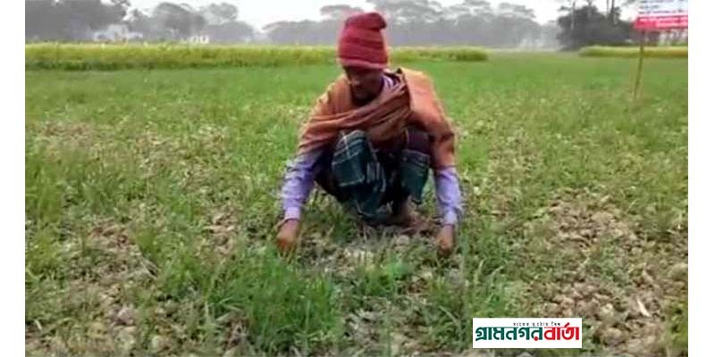 ঘন কুয়াশায় মাদারীপুরে ফসলের ব্যাপক ক্ষতির আশংকা ঘন কুয়াশায় মাদারীপুরে ফসলের ব্যাপক ক্ষতির আশংকা