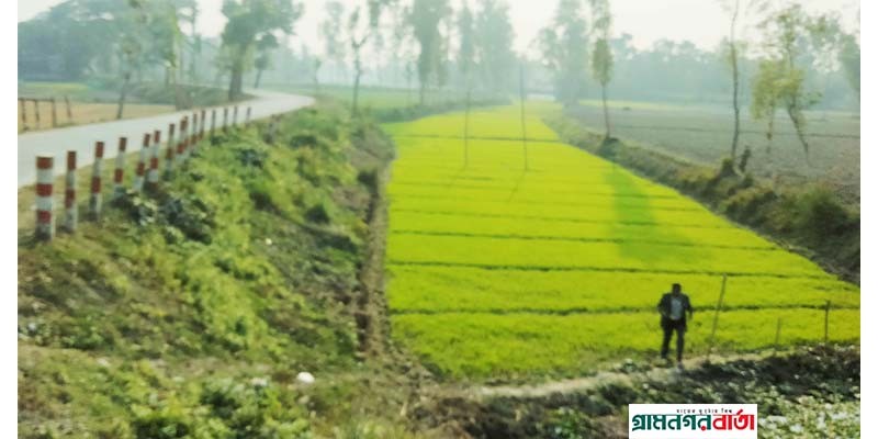 কাউনিয়ায় মানস নদীতে বীজতলা দিয়ে সবুজের সমারোহ কাউনিয়ায় মানস নদীতে বীজতলা দিয়ে সবুজের সমারোহ