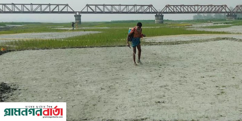 কাউনিয়ায় ঘন কুয়াশায় রবি ফসলের ব্যাপক ক্ষতির শঙ্কা কাউনিয়ায় ঘন কুয়াশায় রবি ফসলের ব্যাপক ক্ষতির শঙ্কা