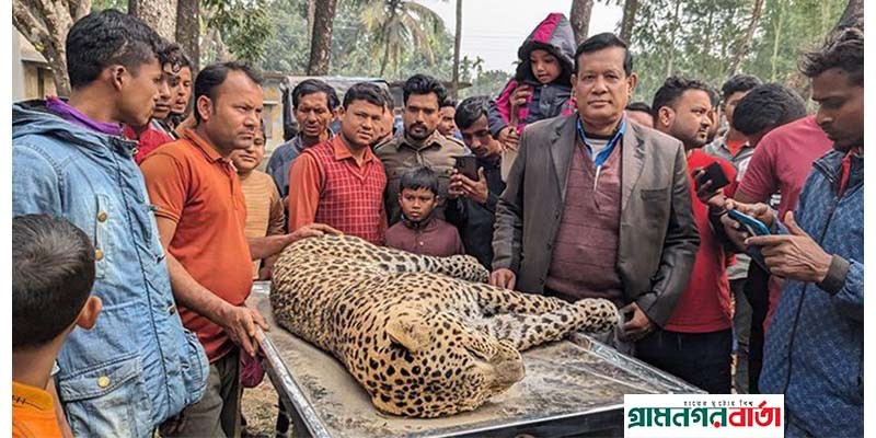 পঞ্চগড় সীমান্তে শ্বাসরোধ করে চিতাবাঘ হত্যার অভিযোগ পঞ্চগড় সীমান্তে শ্বাসরোধ করে চিতাবাঘ হত্যার অভিযোগ
