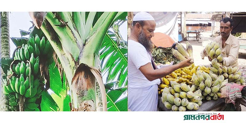 বিলুপ্তির পথে ঐতিহ্যবাহী আঠিয়া কলা বিলুপ্তির পথে ঐতিহ্যবাহী আঠিয়া কলা