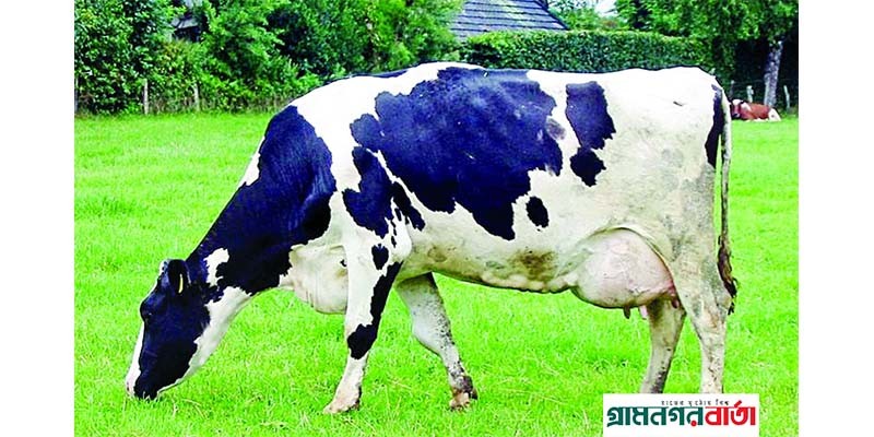 পঞ্চগড় পুলিশের সফল অভিযান- ফ্রিজিয়ান গরু উদ্ধার পঞ্চগড় পুলিশের সফল অভিযান- ফ্রিজিয়ান গরু উদ্ধার