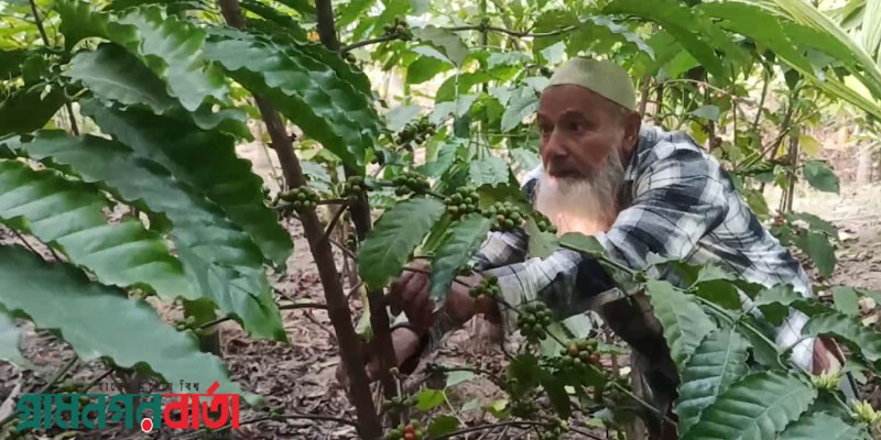 পঞ্চগড়ে কৃষকের নতুন স্বপ্ন কফি চাষ পঞ্চগড়ে কৃষকের নতুন স্বপ্ন কফি চাষ