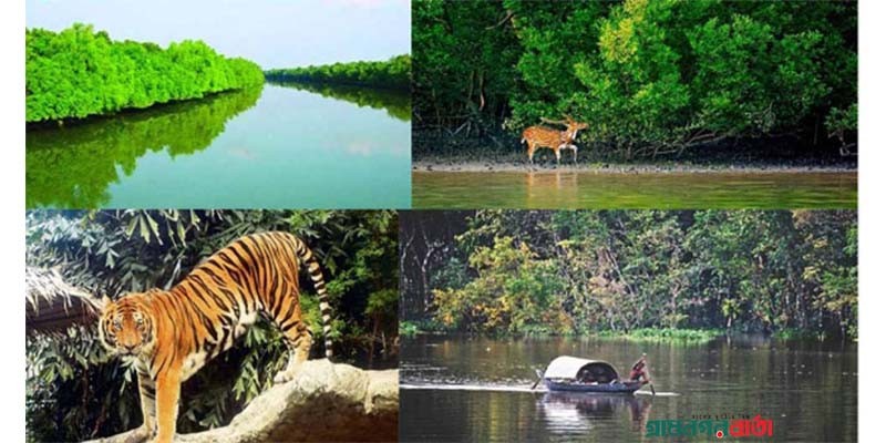 আজ সুন্দরবন দিবস আজ সুন্দরবন দিবস