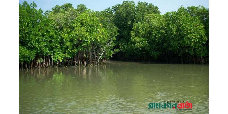 ম্যানগ্রোভ বনায়নে প্রকৃতিতে গড়ে তুলেছে নিরাপত্তা বেষ্টনি ম্যানগ্রোভ বনায়নে প্রকৃতিতে গড়ে তুলেছে নিরাপত্তা বেষ্টনি