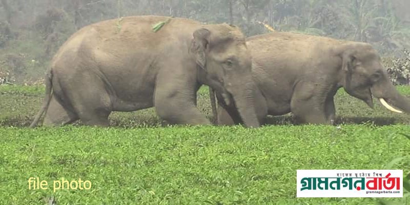 তেতুঁলিয়া সীমান্তের লোকালয়ে আবারো ভারতীয় হাতির আনাগোনা তেতুঁলিয়া সীমান্তের লোকালয়ে আবারো ভারতীয় হাতির আনাগোনা