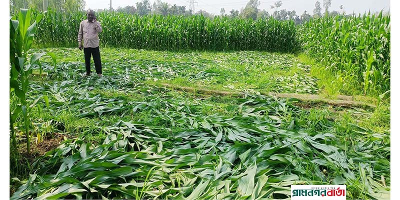 কাউনিয়ায় শত্রুতার জেরে ভুট্টা ক্ষেত বিনষ্ট কাউনিয়ায় শত্রুতার জেরে ভুট্টা ক্ষেত বিনষ্ট