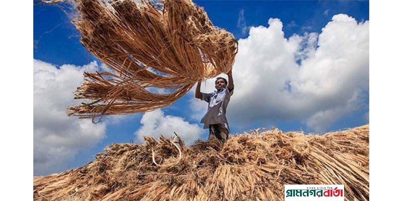 আজ জাতীয় পাট দিবস আজ জাতীয় পাট দিবস