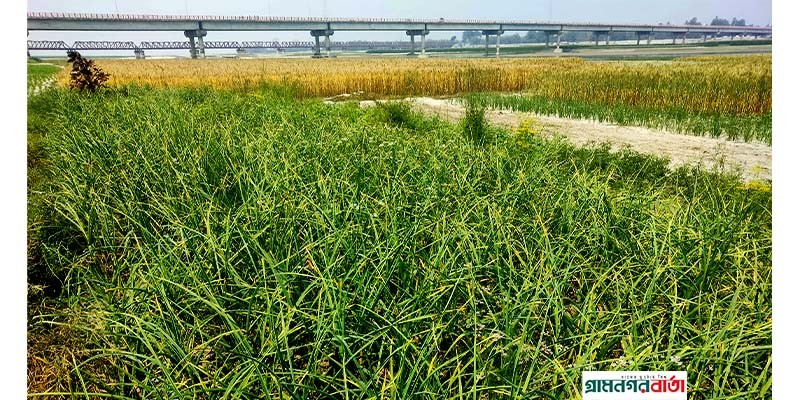 কাউনিয়ায় তিস্তার জেগে ওঠা চরে প্রায় ২৫০০ একর ফসলী জমি বৃদ্ধি কাউনিয়ায় তিস্তার জেগে ওঠা চরে প্রায় ২৫০০ একর ফসলী জমি বৃদ্ধি