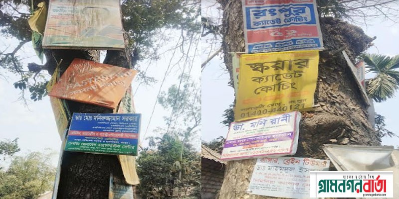 কাউনিয়ায় গাছ গুলোর শরীরে প্রচারণার পেরেকে ক্ষতবিক্ষত কাউনিয়ায় গাছ গুলোর শরীরে প্রচারণার পেরেকে ক্ষতবিক্ষত