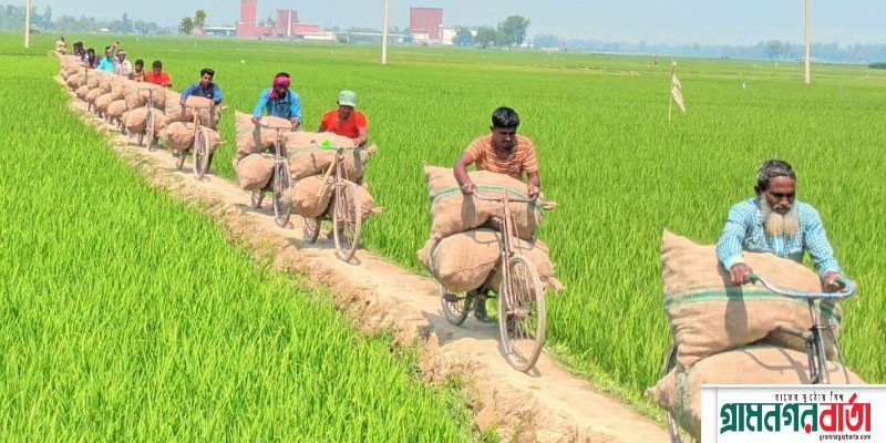 নন্দীগ্রামে আলুর বাম্পার ফলন ও বাজারমূল্য বেশি পাওয়ায় খুশি চাষিরা নন্দীগ্রামে আলুর বাম্পার ফলন ও বাজারমূল্য বেশি পাওয়ায় খুশি চাষিরা
