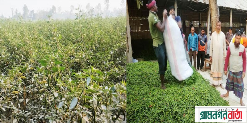 কাউনিয়ায় ভালো দাম পেয়ে বেজায় খুশি কৃষক কাউনিয়ায় ভালো দাম পেয়ে বেজায় খুশি কৃষক
