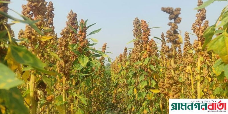 পঞ্চগড়ে কিনোয়া চাষে এক কৃষকের সফলতা পঞ্চগড়ে কিনোয়া চাষে এক কৃষকের সফলতা