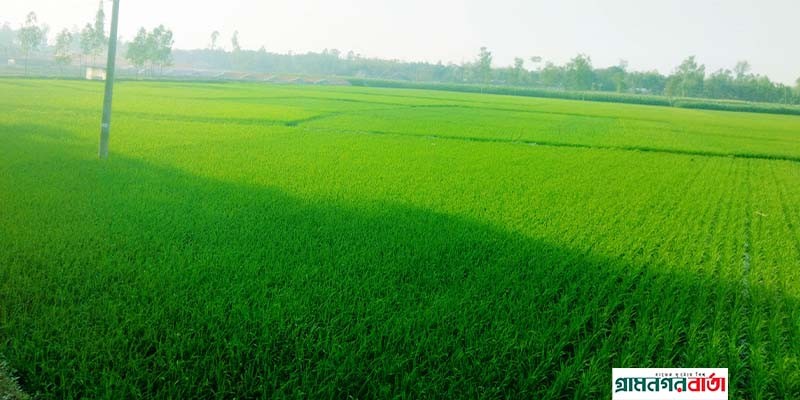 কাউনিয়ায় ইরি-বোরোর বাম্পার ফলনের আশা কাউনিয়ায় ইরি-বোরোর বাম্পার ফলনের আশা