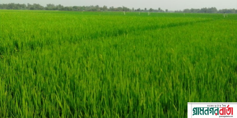 নন্দীগ্রামে বোরো ধানের মাঠ সবুজে ছেয়ে গেছে, বাম্পার ফলনের উজ্জ্বল সম্ভাবনা নন্দীগ্রামে বোরো ধানের মাঠ সবুজে ছেয়ে গেছে, বাম্পার ফলনের উজ্জ্বল সম্ভাবনা