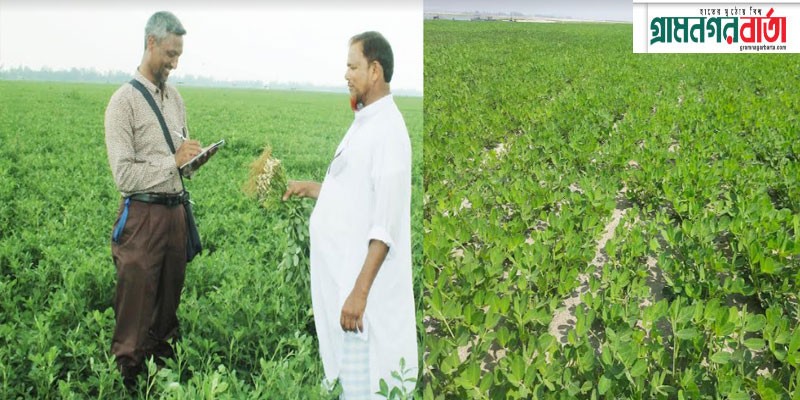 সবুজের সমারোহ, কাউনিয়ায় তিস্তার চরে বাদাম চাষিদের মুখে হাসি সবুজের সমারোহ, কাউনিয়ায় তিস্তার চরে বাদাম চাষিদের মুখে হাসি