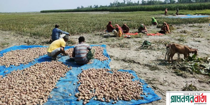 কাউনিয়ায় উৎপাদিত পিঁয়াজ স্থানীয় চাহিদা মিটিয়ে রপ্তানি করা সম্ভব কাউনিয়ায় উৎপাদিত পিঁয়াজ স্থানীয় চাহিদা মিটিয়ে রপ্তানি করা সম্ভব