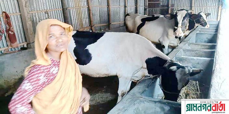 কাউনিয়ায় খামারীদের সপ্ন ভঙ্গ, ৭টি গরুর মৃত্যু কাউনিয়ায় খামারীদের সপ্ন ভঙ্গ, ৭টি গরুর মৃত্যু
