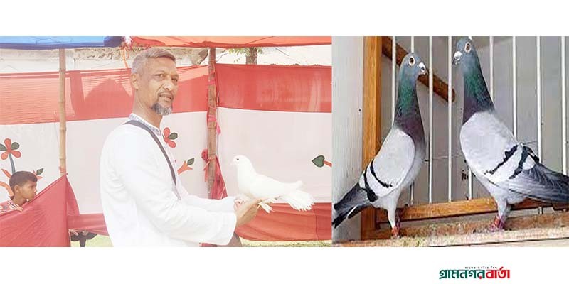 কাউনিয়ায় সুখের পায়রা কবুতর দিন দিন হারিয়ে যাচ্ছে কাউনিয়ায় সুখের পায়রা কবুতর দিন দিন হারিয়ে যাচ্ছে