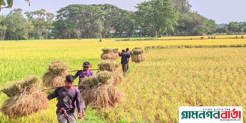 নন্দীগ্রামে পুরোদমে চলছে বোরো ধান কাটা-মাড়াই নন্দীগ্রামে পুরোদমে চলছে বোরো ধান কাটা-মাড়াই