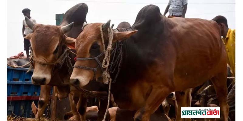 কোরবানির ঈদে গরু আমদানির কোনো পরিকল্পনা নেই: প্রাণিসম্পদমন্ত্রী কোরবানির ঈদে গরু আমদানির কোনো পরিকল্পনা নেই: প্রাণিসম্পদমন্ত্রী
