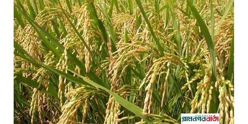 সিলেট বিভাগে ভারী বৃষ্টিপাতের পূর্বাভাস, দ্রুত ফসল কাটার পরামর্শ কৃষি সম্প্রসারণ অধিদপ্তরের সিলেট বিভাগে ভারী বৃষ্টিপাতের পূর্বাভাস, দ্রুত ফসল কাটার পরামর্শ কৃষি সম্প্রসারণ অধিদপ্তরের