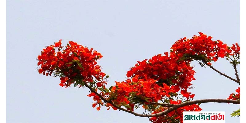 প্রচন্ড তাপদাহের মাঝেও শোভা ছড়াচ্ছে কৃষ্ণচূড়া প্রচন্ড তাপদাহের মাঝেও শোভা ছড়াচ্ছে কৃষ্ণচূড়া