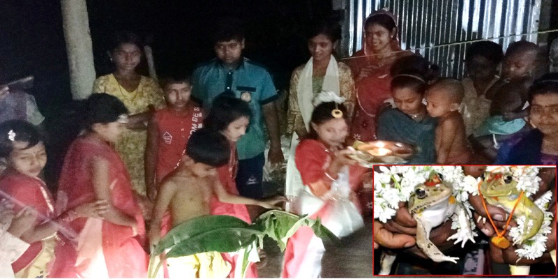 আদমদীঘিতে বৃষ্টির আশায় ব্যতিক্রমী ব্যাঙ-ব্যাঙাচির বিয়ে আদমদীঘিতে বৃষ্টির আশায় ব্যতিক্রমী ব্যাঙ-ব্যাঙাচির বিয়ে