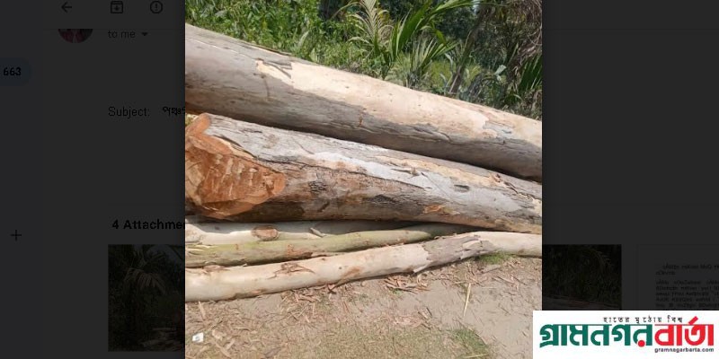 পঞ্চগড়ে সরকারি গাছ কেটে বিক্রির চেষ্টা জব্দ করলে প্রশাসন পঞ্চগড়ে সরকারি গাছ কেটে বিক্রির চেষ্টা জব্দ করলে প্রশাসন