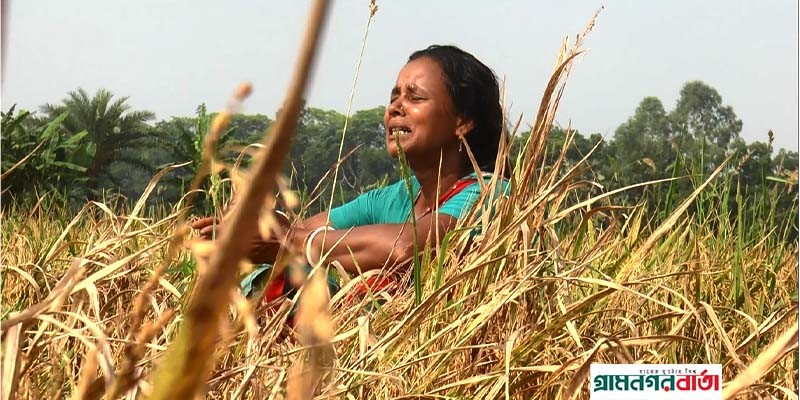 হত্যা মামলার বিচার আদালতে, ধান নষ্ট হচ্ছে ক্ষেতে হত্যা মামলার বিচার আদালতে, ধান নষ্ট হচ্ছে ক্ষেতে
