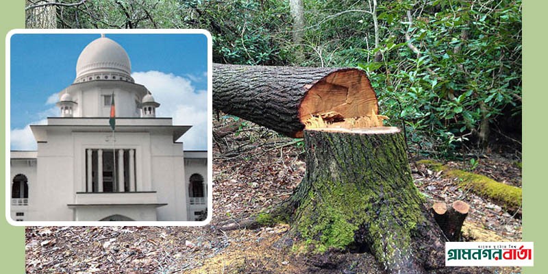 সারা দেশে গাছ কাটা নিয়ন্ত্রণে হাইকোর্টের রুল সারা দেশে গাছ কাটা নিয়ন্ত্রণে হাইকোর্টের রুল
