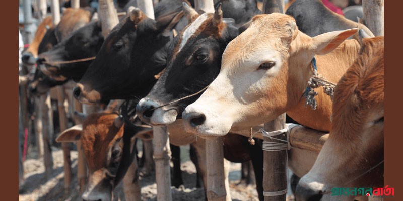 আফতাবনগরে গরুর হাট বসানো যাবে না : হাইকোর্ট আফতাবনগরে গরুর হাট বসানো যাবে না : হাইকোর্ট
