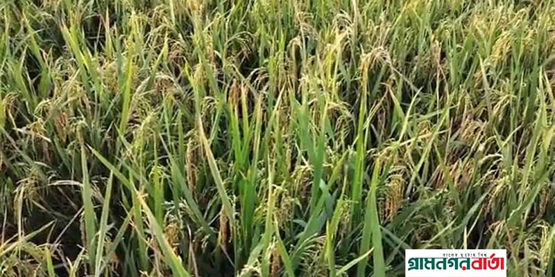 মাদারীপুরে বোরো আবাদ লক্ষ্যমাত্রার চেয়ে বেশি মাদারীপুরে বোরো আবাদ লক্ষ্যমাত্রার চেয়ে বেশি