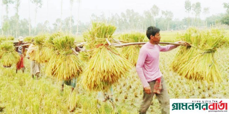 কাউনিয়ায় বাম্পার ফলনে কৃষকের মুখে হাসি কাউনিয়ায় বাম্পার ফলনে কৃষকের মুখে হাসি