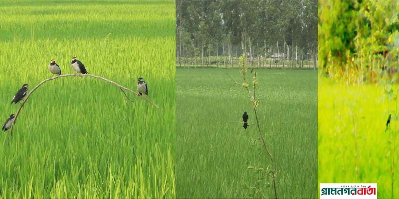 কাউনিয়ার ধানক্ষেতে জনপ্রিয় হচ্ছে পরিবেশ বান্ধব পাচিং পদ্ধতি কাউনিয়ার ধানক্ষেতে জনপ্রিয় হচ্ছে পরিবেশ বান্ধব পাচিং পদ্ধতি